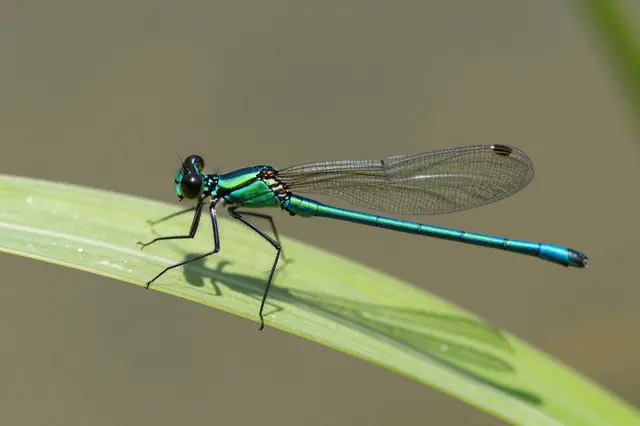 Iridescent blue green damselfly rests on a slender green grass blade against a soft blurred background