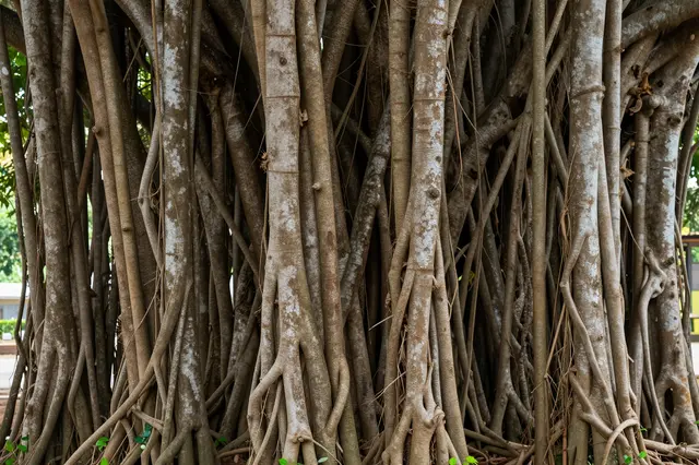 Dense curtain of thick, tangled banyan tree aerial roots fills the frame, with small green sprouts at the base.