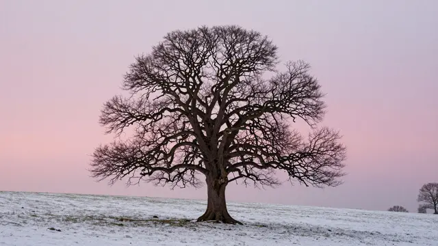 A large bare oak tree stands alone in a snow-covered field beneath a soft pink twilight sky.