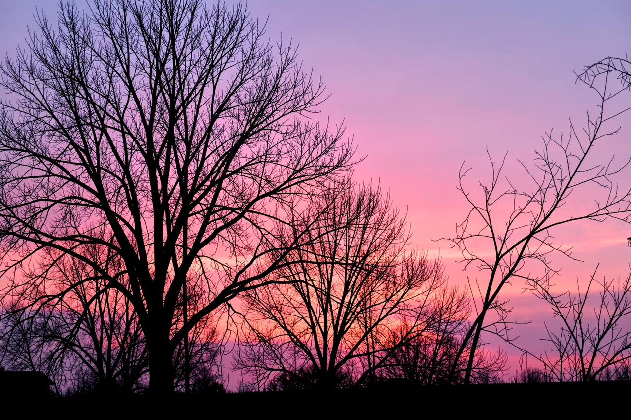 Black bare winter tree silhouettes stand against a gradient pink and violet sunset sky