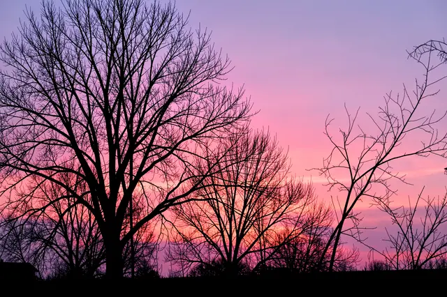 Black bare winter tree silhouettes stand against a gradient pink and violet sunset sky