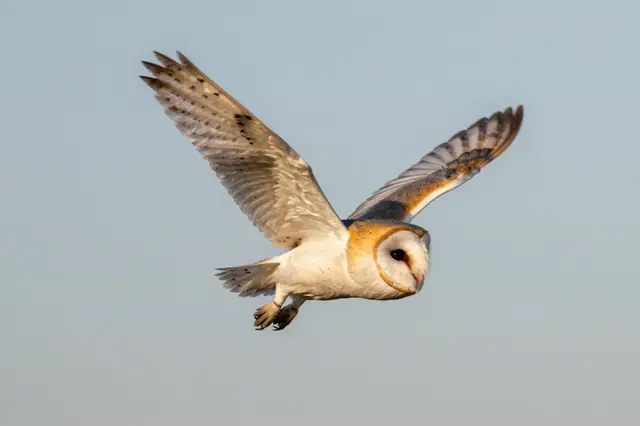 A barn owl glides with spread wings against a soft pale dusk sky