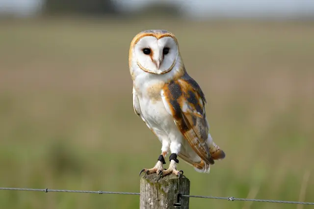 A barn owl perched on a weathered wooden fence post overlooking a blurred meadow