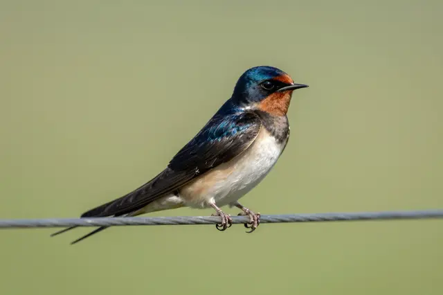 A barn swallow with iridescent blue plumage perched still on a thin twisted wire against soft blurred green background.