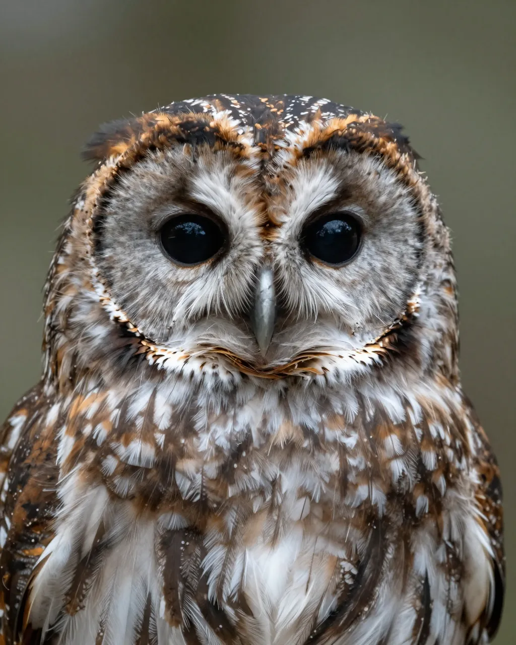 Close-up front-facing portrait of a barred owl with dark round eyes against a soft blurred background