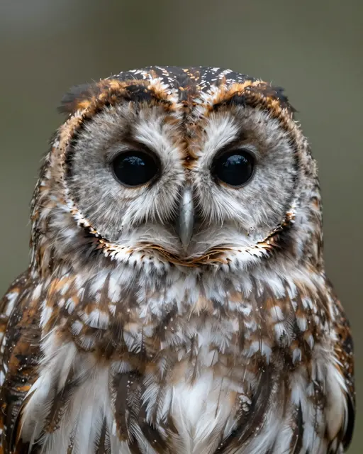 Close-up front-facing portrait of a barred owl with dark round eyes against a soft blurred background
