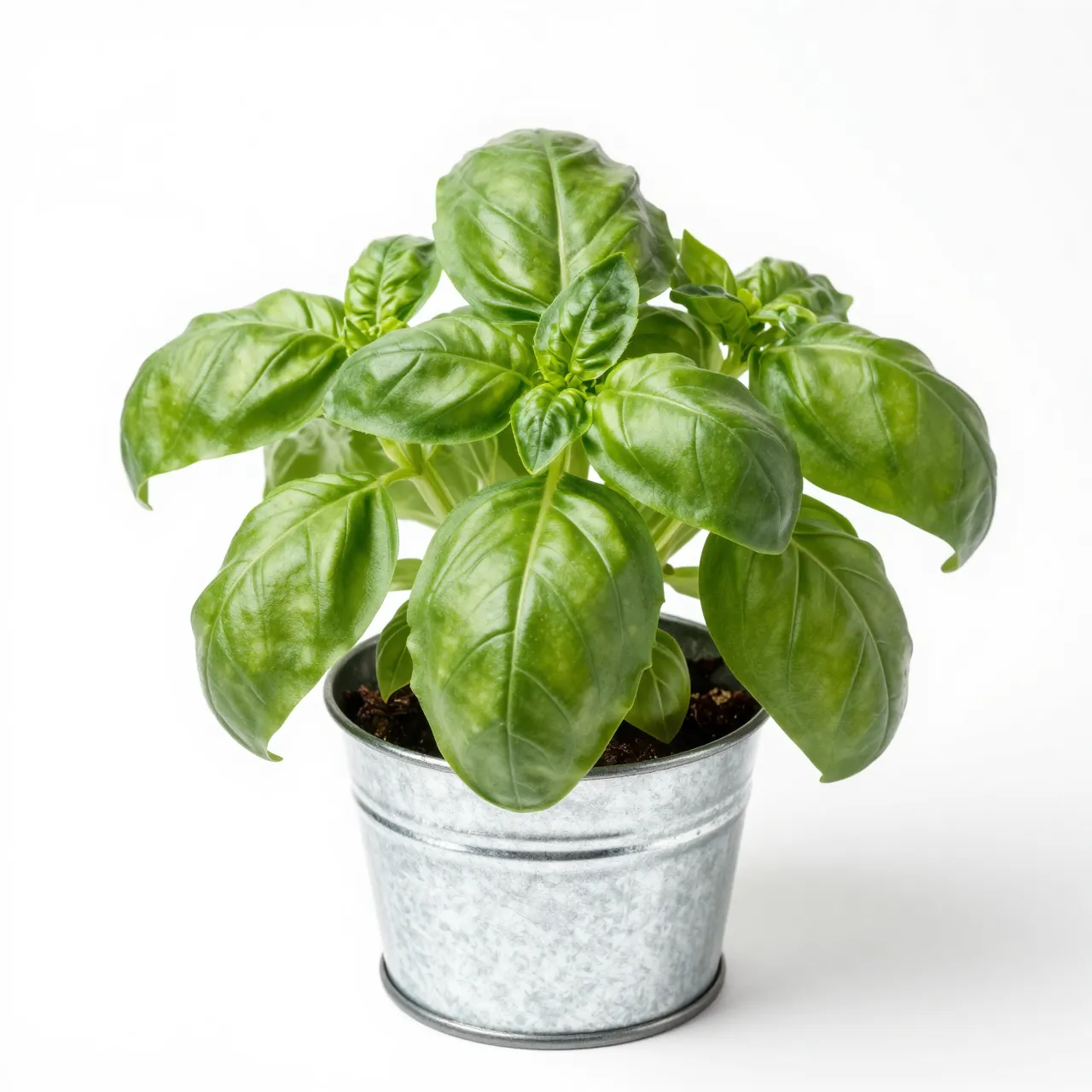 Lush green basil plant growing in a small galvanized tin pot on a plain white background