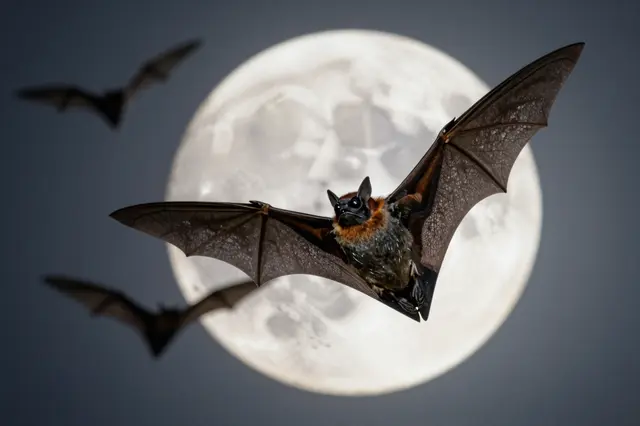 A sharp flying fruit bat and two out-of-focus bats pass in front of a large full moon against a dark night sky