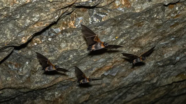 Four bats in flight against the textured rocky wall of a cave interior