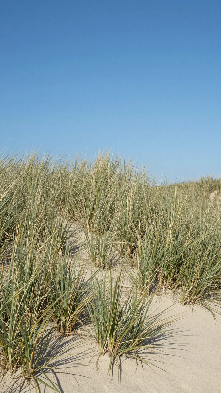 Marram grass grows from a sand dune beneath a clear bright blue sky