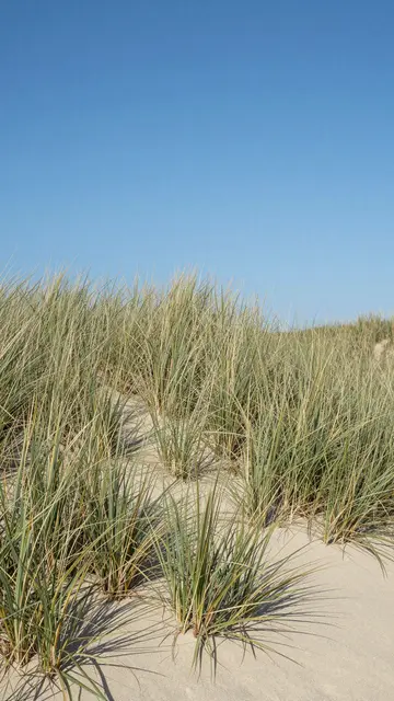 Marram grass grows from a sand dune beneath a clear bright blue sky