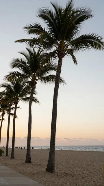 Row of coconut palm trees lines a sandy beach beneath a soft gradient sunset sky over the ocean