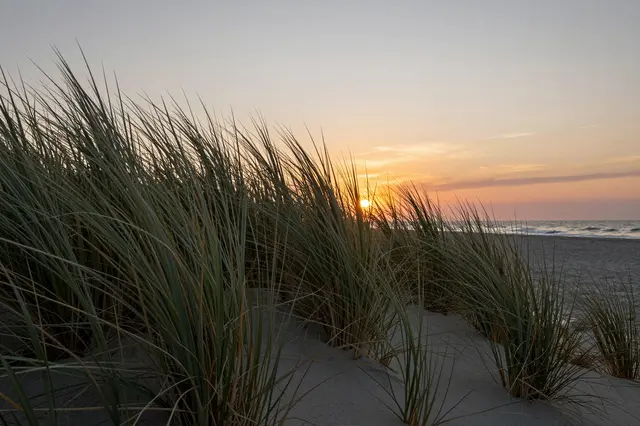 Tall beach dune grass frames a glowing sunset over a calm ocean shoreline