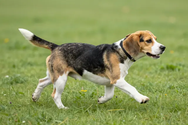 Side view of a tricolor beagle running through a sunlit green grass meadow
