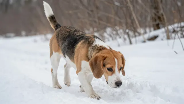 A tricolor beagle follows a scent with its nose near the ground on a snow-covered forest trail