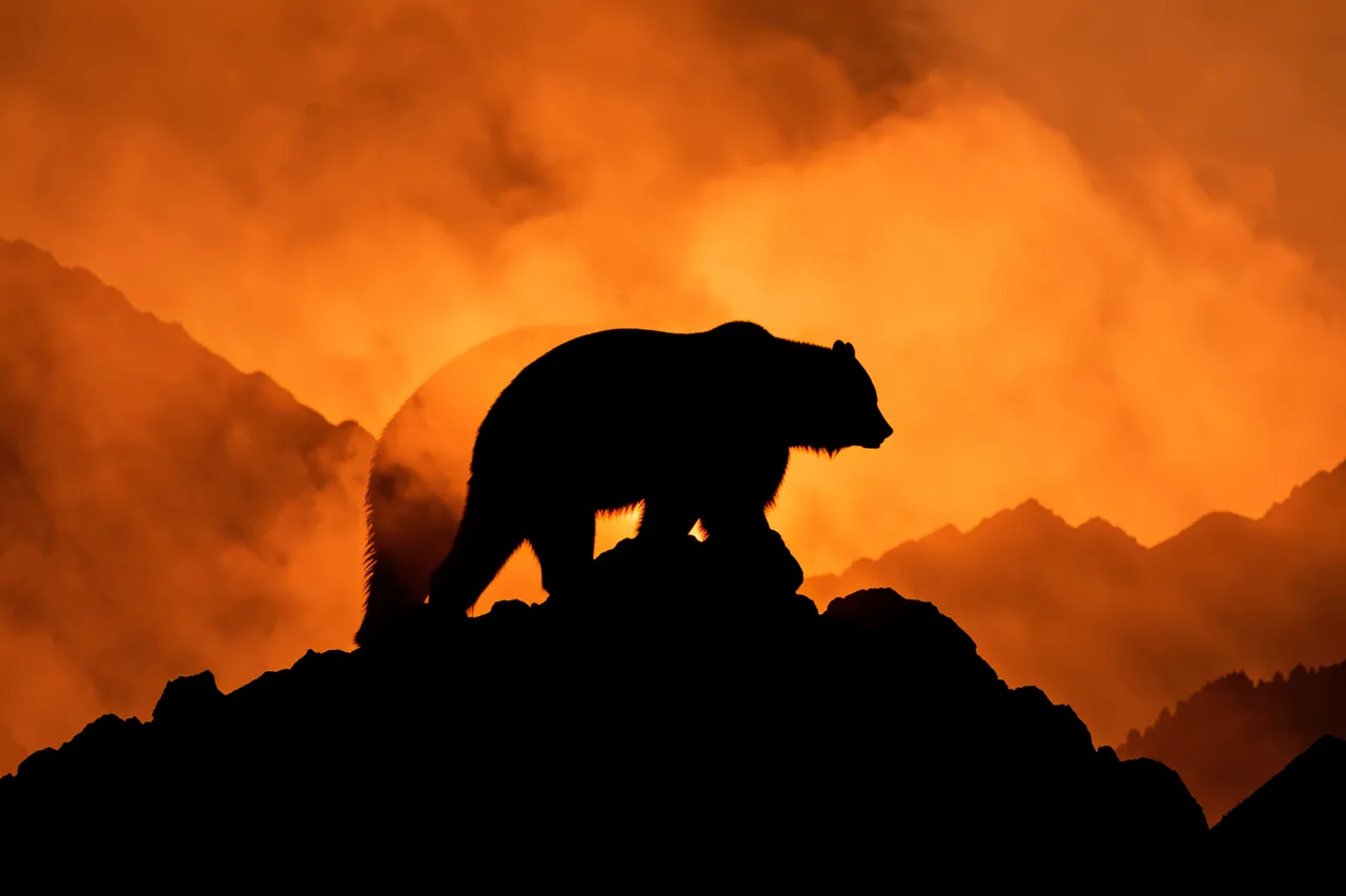 Black bear silhouette stands on a rocky mountain ridge against a smoky orange sunset sky