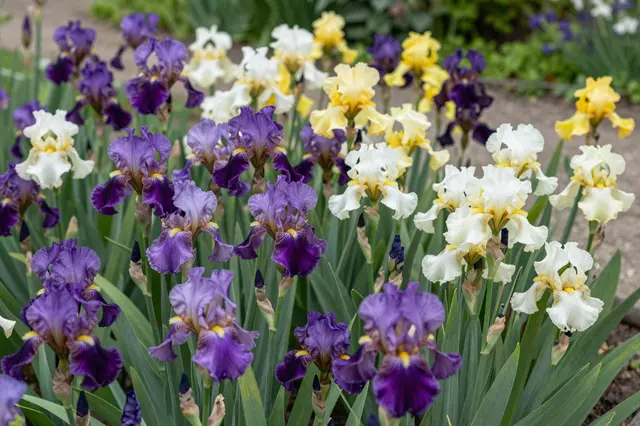 Mixed purple, white and yellow bearded irises grow in a sunny late spring garden bed