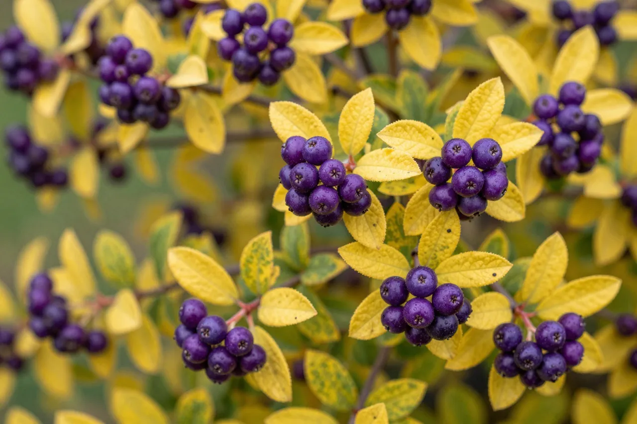 Close-up of a beautyberry shrub with glossy purple berry clusters among yellowing autumn leaves.