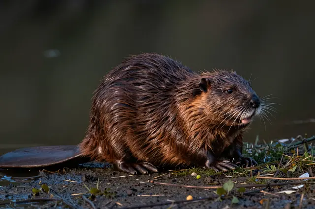 A wet furred beaver sits on a muddy grassy riverbank next to dark calm water at dusk