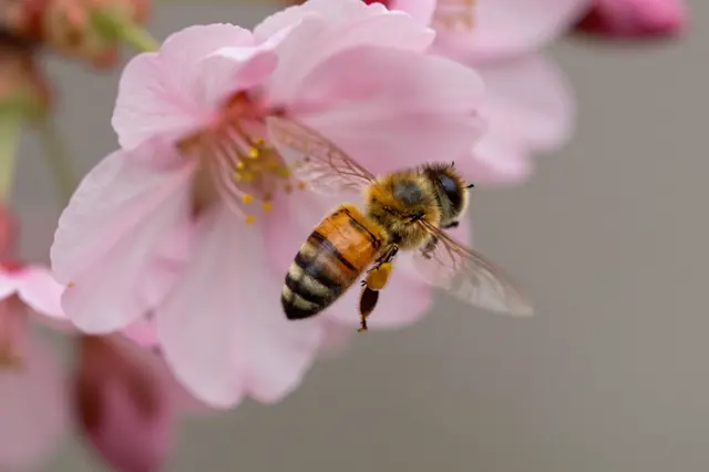 A close-up macro shot of a honeybee flying toward a soft pink cherry blossom.