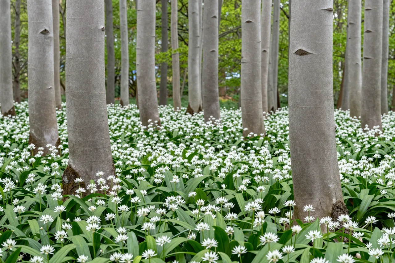 Smooth gray beech trunks rise from a dense carpet of blooming white wild garlic in a spring forest