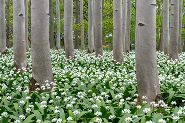 Smooth gray beech trunks rise from a dense carpet of blooming white wild garlic in a spring forest
