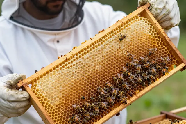 A beekeeper in protective suit holds a wooden honeycomb frame with active honeybees.