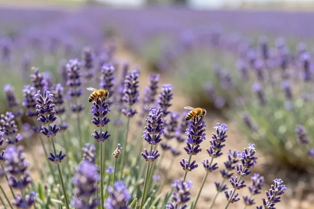 Two honey bees rest on sharp foreground lavender spikes with hazy field rows receding into bright noon light.