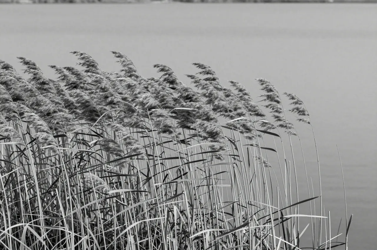 Black and white view of wind-swept reeds leaning along the edge of a calm gray lake