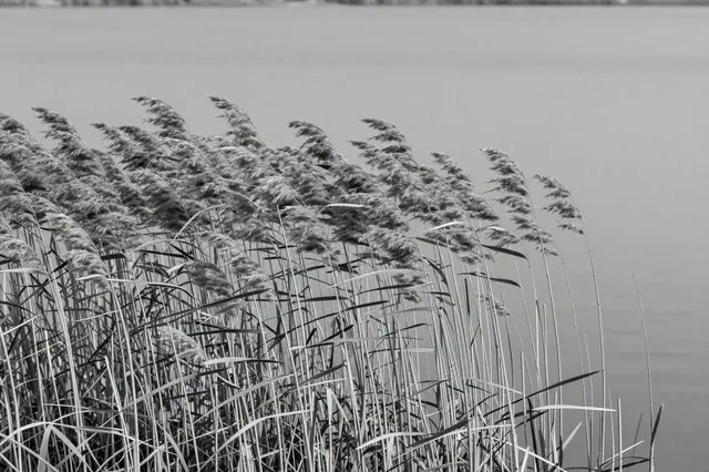 Black and white view of wind-swept reeds leaning along the edge of a calm gray lake