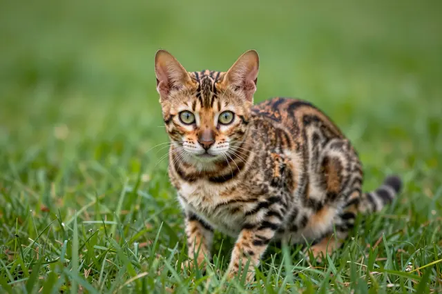 A patterned Bengal kitten crouches in lush green grass looking directly at the camera