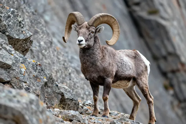 A bighorn sheep ram with large curled horns stands alert on a rocky mountain cliff face