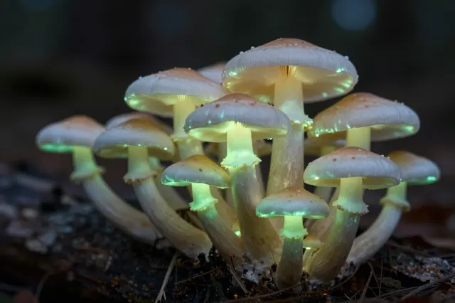 A cluster of bioluminescent mushrooms glows soft green while growing on dark forest wood at night.