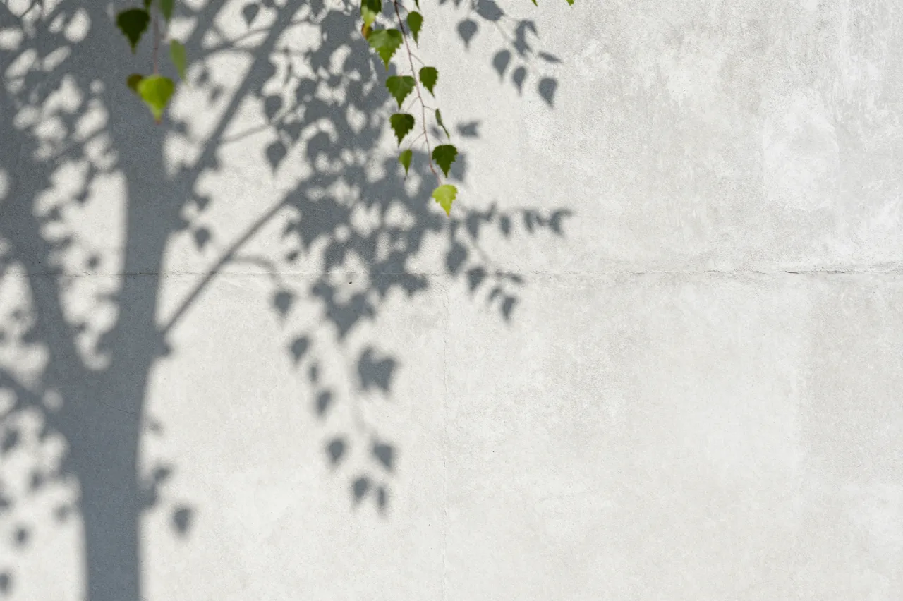 Delicate birch leaf shadows fall across a light gray concrete wall with copy space on the right