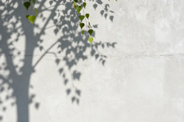 Delicate birch leaf shadows fall across a light gray concrete wall with copy space on the right