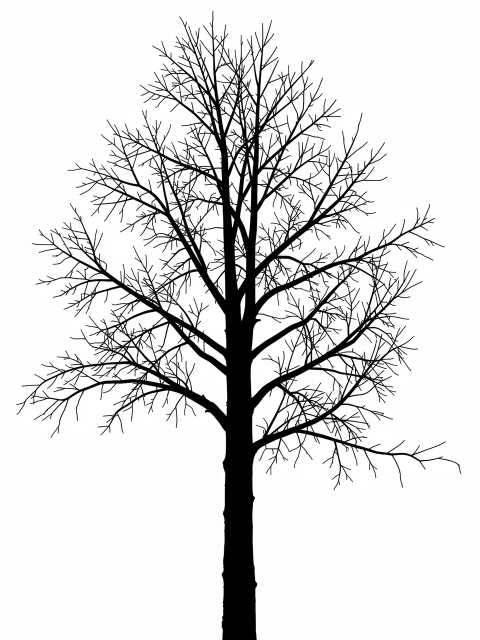 Solid black leafless birch tree silhouette centered on a plain white background