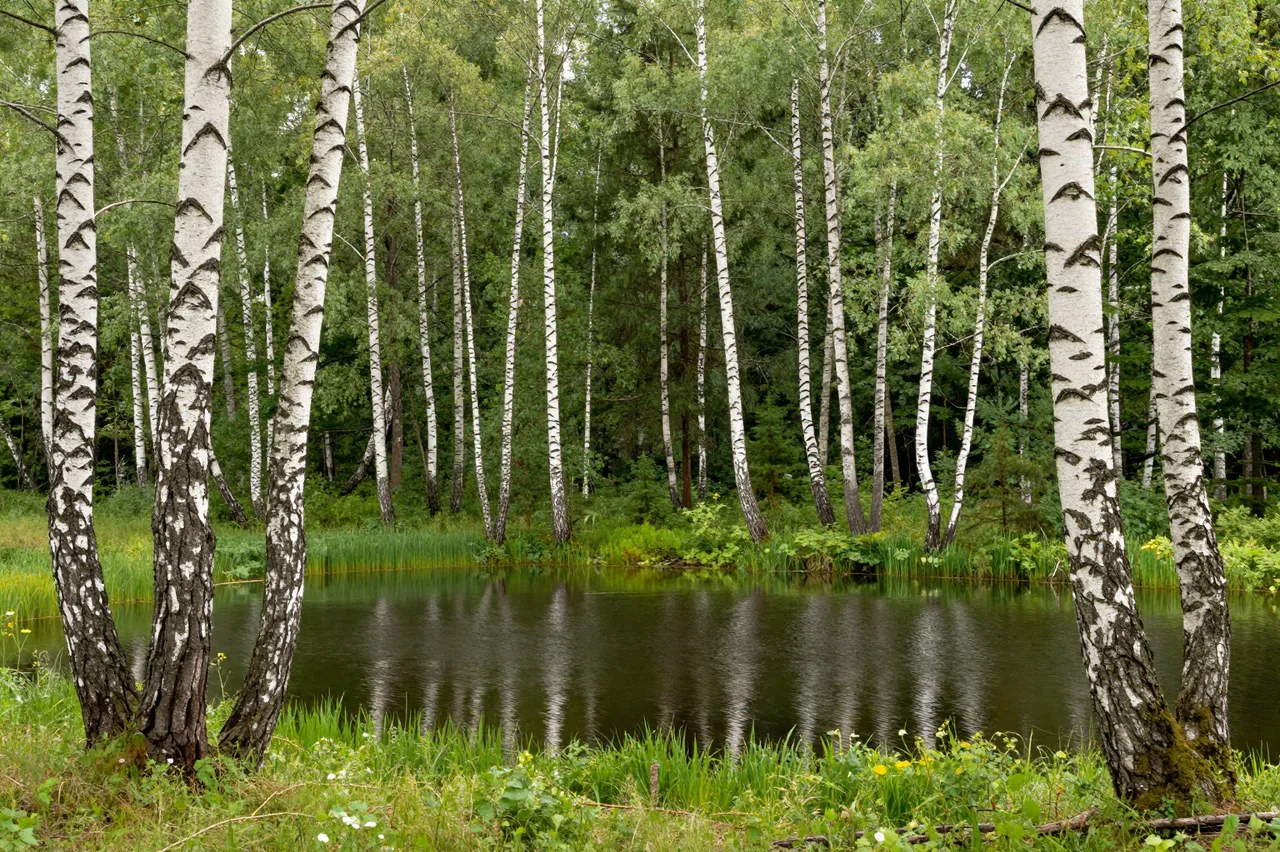 Calm small forest lake ringed with white-barked birch trees and lush green summer vegetation