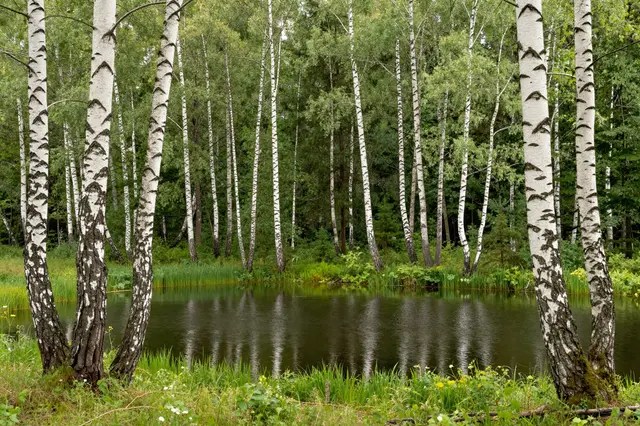 Calm small forest lake ringed with white-barked birch trees and lush green summer vegetation