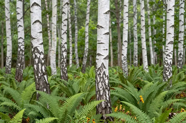White birch tree trunks stand densely above lush green ferns in a summer forest