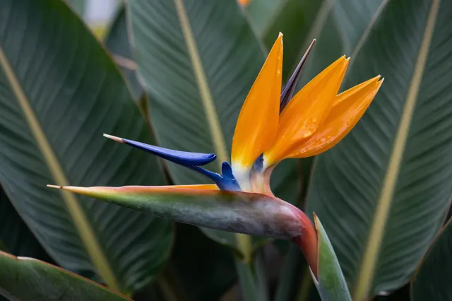Close-up of an orange and blue bird of paradise flower with dew drops against broad green leaves