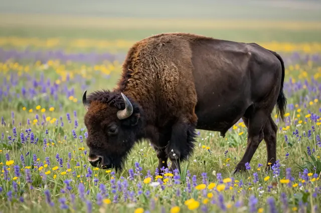 A shaggy brown bison grazes in a lush prairie of purple and yellow wildflowers under soft morning light