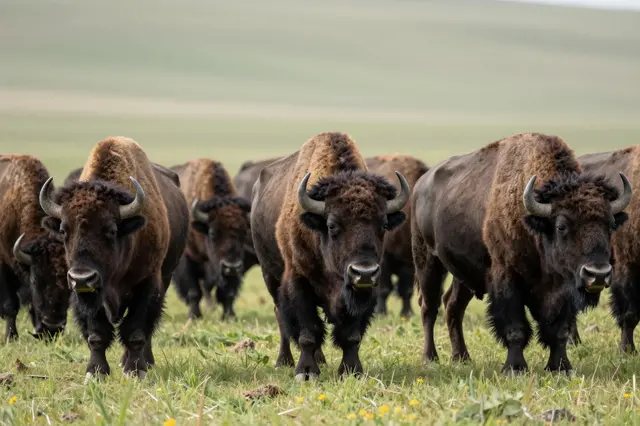 A group of shaggy bison stand facing the camera on a wide grassy plain