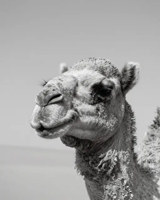 Monochrome close-up of a camel's head against a pale empty desert sky