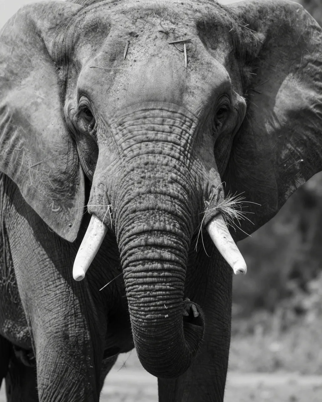 Close-up black and white portrait of an elephant facing the camera with grass caught near its tusks