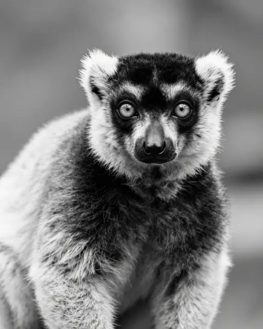 Close-up black and white portrait of a ruffed lemur looking directly at the camera against a blurred background