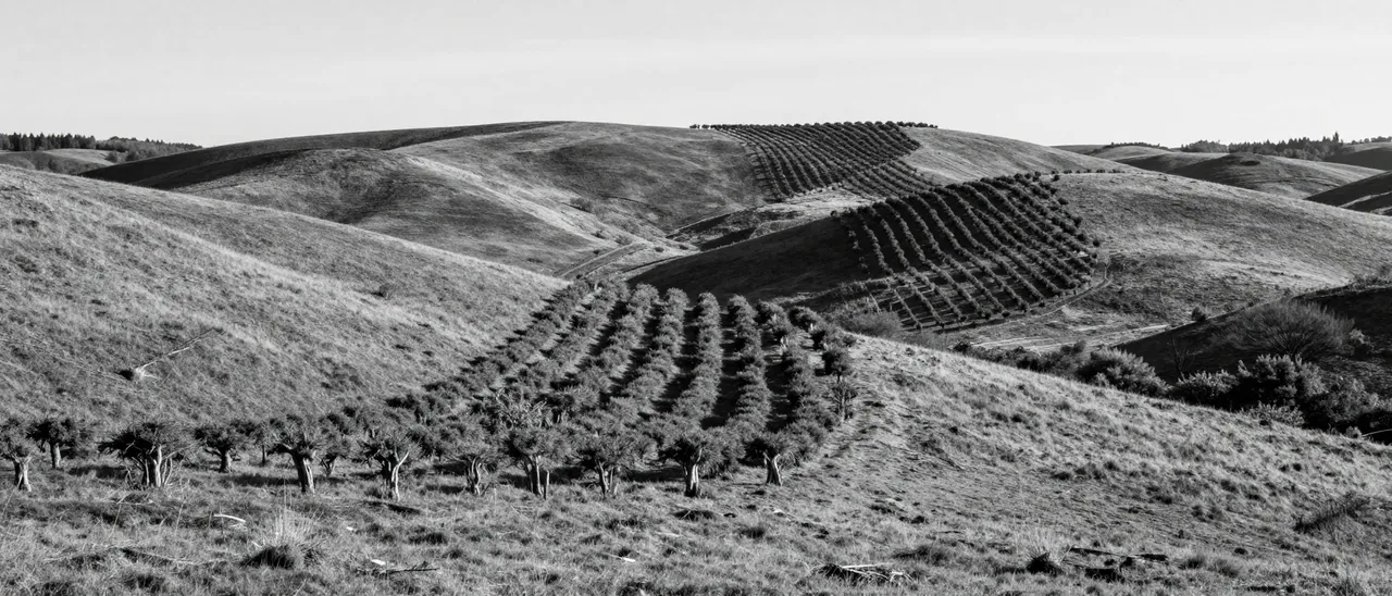 Monochrome view of rolling grassy hills with hedgerow rows under bright low winter sunlight