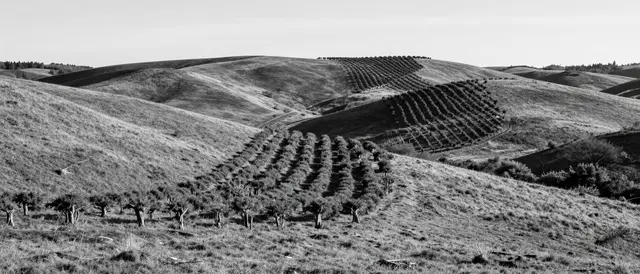 Monochrome view of rolling grassy hills with hedgerow rows under bright low winter sunlight