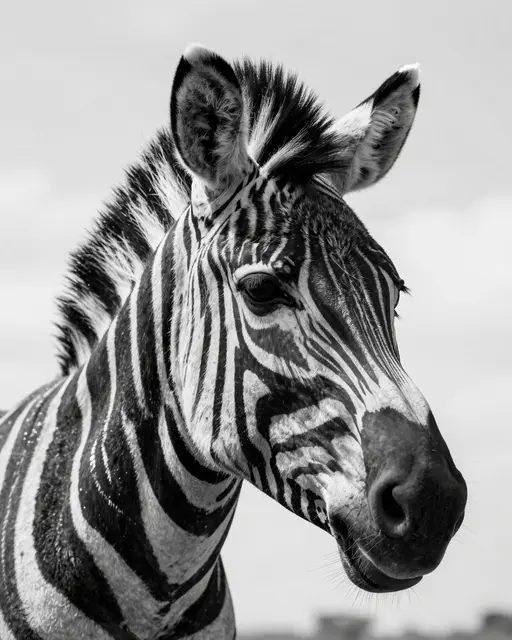 Close-up black and white portrait of a zebra's head, mane, and ears against a pale sky