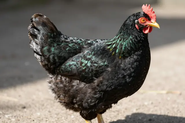 A black Australorp hen with iridescent green feather sheen stands on sunlit ground.