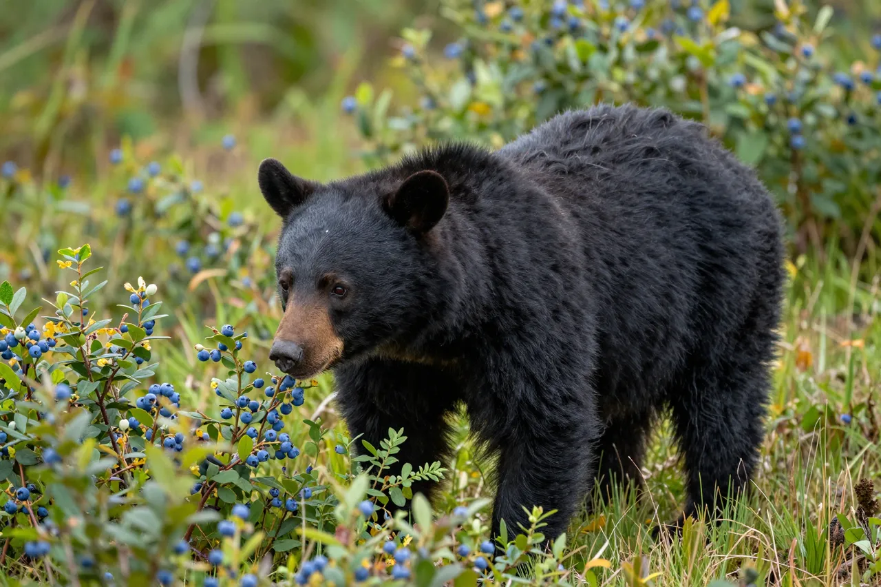 A black bear stands among ripe blueberry bushes while foraging in a wild grassy meadow